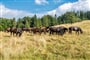 Poznávací zájezd Slovensko - NP Muráňská planina