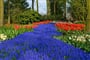 Poznávací zájezd Nizozemsko - park Keukenhof