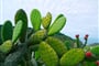 prickly-pear-1501307_1920