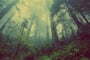 forest, mist, nature, prales, les