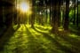 nature, forest, sun, les, prales