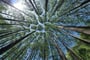 tree, forest, nature, les, prales