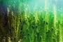fern, forest, nature, les, kapradí