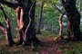 beeches, west, beskids, buky, les, beskydy