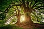 tree, nature, wood, strom, les