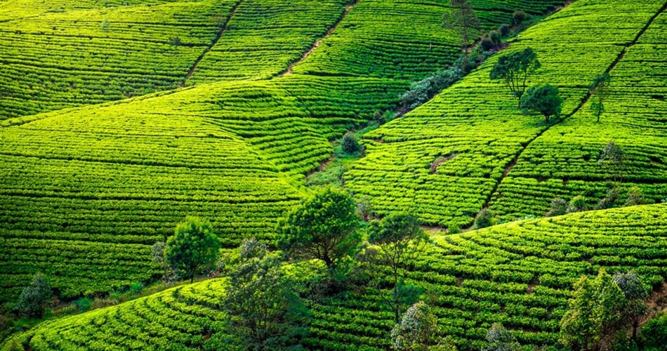 Srí Lanka - čajovníkové plantáže