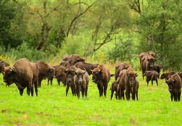 Polsko – Od Solných Dolů Do Bělověžského Np