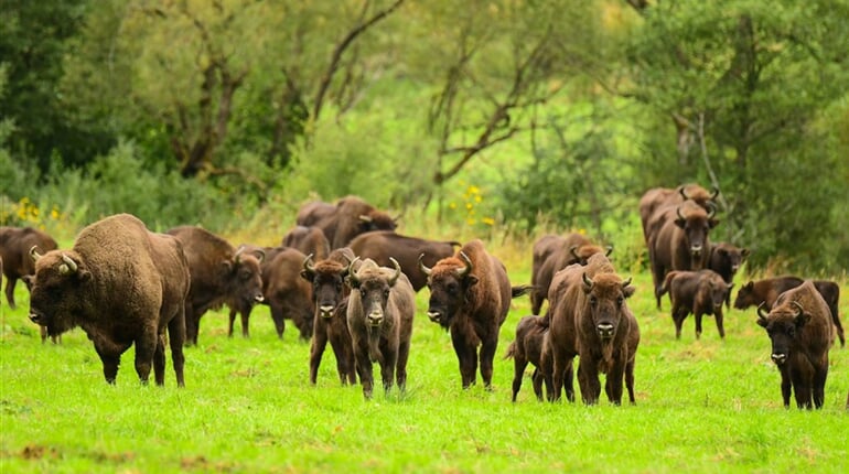Poznávací zájezd Polsko - NP Bieszczady