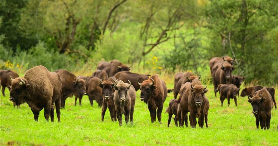 Poznávací zájezd Polsko - NP Bieszczady
