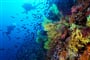 Pobytově-poznávací zájezd Chorvatsko - Přírodní park Lastovo - podvodní svět s korály Eunicella