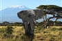 Kenja_Amboseli slon a kili_shutterstock_393618376