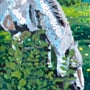 Horse behind the bushes