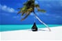 maldives, palm tree, hammock, maledivy, pláž, moře, exotika