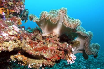 Potápění při korálových ostrovech