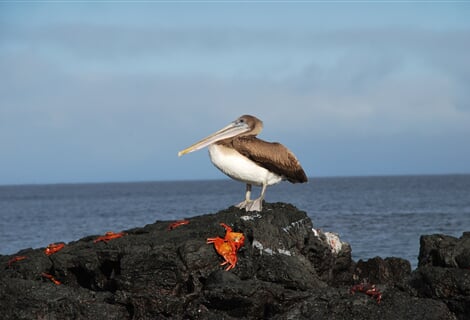 Cesta na rovník - Ekvádor a Galapágy