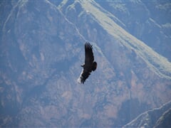 Peru: Obrazce Nazca a kaňon Colca – dvě tváře země záhad a přírody