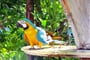 parrot, natural, environment, papoušek, karibik