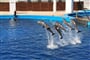 dolphins-1039164_1920
