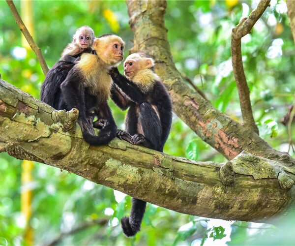 Pohoda na západním pobřeží Kostariky s výlety za zvířaty - all inclusive