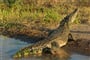 krokodýl na řece Tarcoles