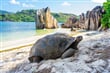 Želva obrovská na seychelské pláži