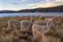 Poznávací zájezd Peru - jezero Titicaca