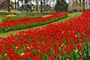 Poznávací zájezd Nizozemsko - park Keukenhof