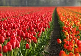Holandsko - Velikonoce A Tulipány