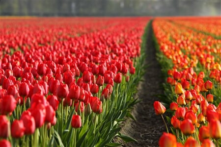 Tulipány A Velikonoce V Holandsku