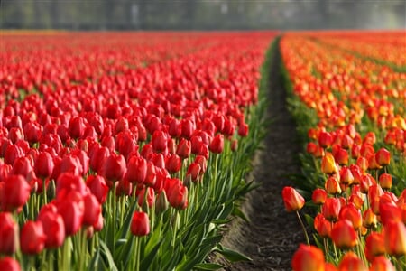 Holandsko - Velikonoce A Tulipány