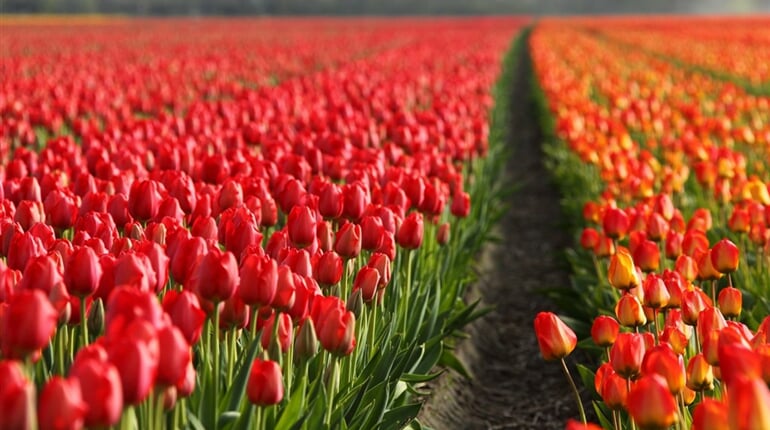 Poznávací zájezd Nizozemsko a tulipány