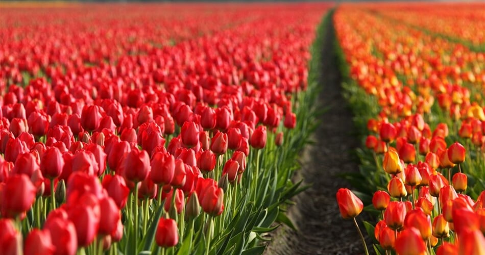 Poznávací zájezd Nizozemsko a tulipány