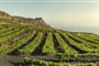 Kanárské ostrovy - La Palma - vinařství ve Fuencaliete