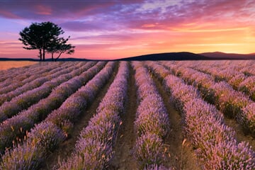 summer, lavender, tree, levandule