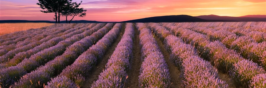 Za levandulí nejen do Provence