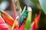 Kostarika - zdejší příroda doslova hýří barvami i životem všech forem a druhů