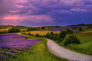 lavender, trees, road