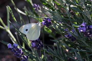 butterfly, garden, nature