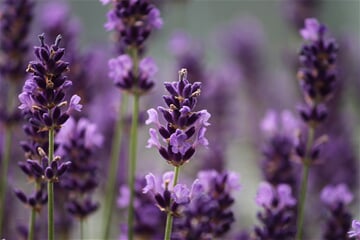 lavender, purple, bloom, levandule