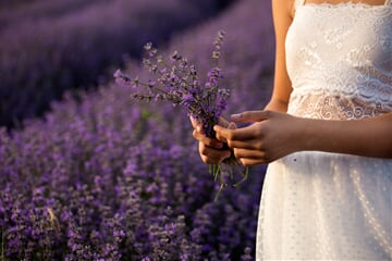 lavender, nature, flowers, levandule