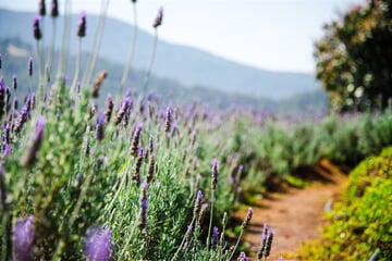 lavender, flowers, plantation, levandule