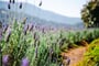 lavender, flowers, plantation, levandule