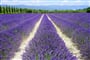 lavender field, lane, away, levandule