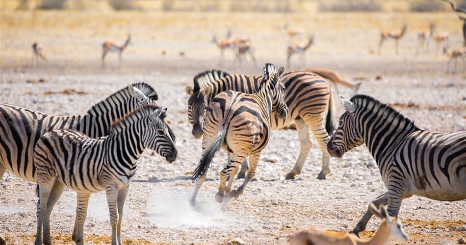 Poznávací zájezd do Tanzánie - NP Serengeti