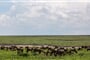 Poznávací zájezd do Tanzánie - aréna Ngorongoro