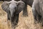 Poznávací zájezd do Tanzánie - NP Serengeti