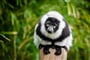Poznávací zájezd Madagaskar, lemur