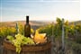 Foto - Kouzlo hledání lanýžů a toskánská vína + ŠIKMÁ VĚŽ V PISE + FLORENCIE (letecky z