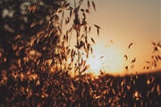 awv oju8wA3Y2NI unsplash