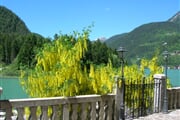 Regina albero in fiore
